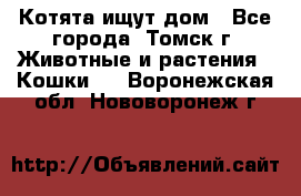 Котята ищут дом - Все города, Томск г. Животные и растения » Кошки   . Воронежская обл.,Нововоронеж г.